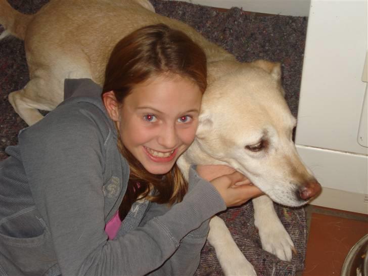 Labrador retriever Bellamús død /: ): billede 13