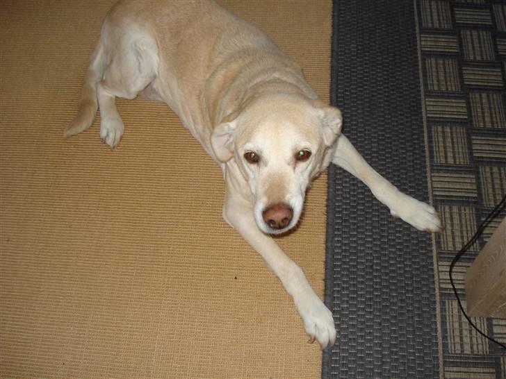 Labrador retriever Bellamús død /: ): billede 14