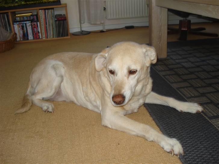 Labrador retriever Bellamús død /: ): billede 15