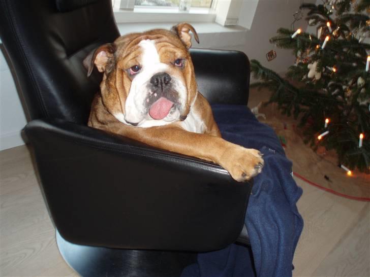 Engelsk bulldog Astrid - Bare tosset med julen.... billede 1