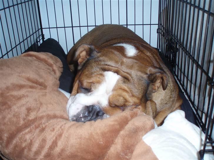 Engelsk bulldog Astrid - min dejlige hovedpudebamse billede 2