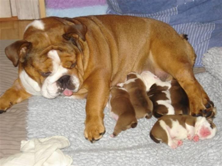 Engelsk bulldog Astrid - mine skønne hvalpe billede 3