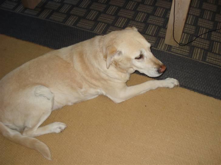 Labrador retriever Bellamús død /: ): billede 16