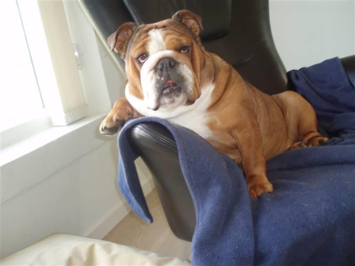 Engelsk bulldog Astrid - min plads!!! billede 4
