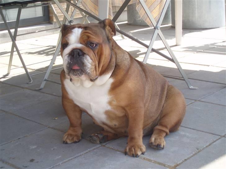 Engelsk bulldog Astrid billede 5