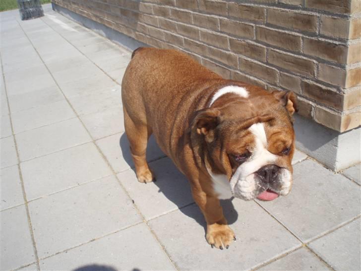 Engelsk bulldog Astrid billede 6