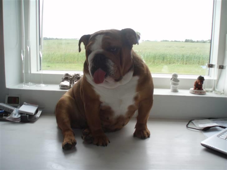 Engelsk bulldog Astrid - hvordan søren er jeg lige kommet herop på bordet....? billede 7