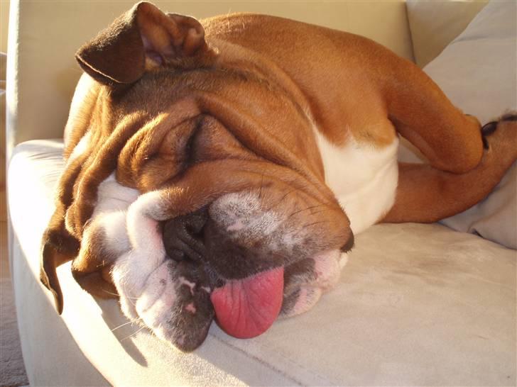 Engelsk bulldog Astrid - dejlig soveplads i sofaen billede 8