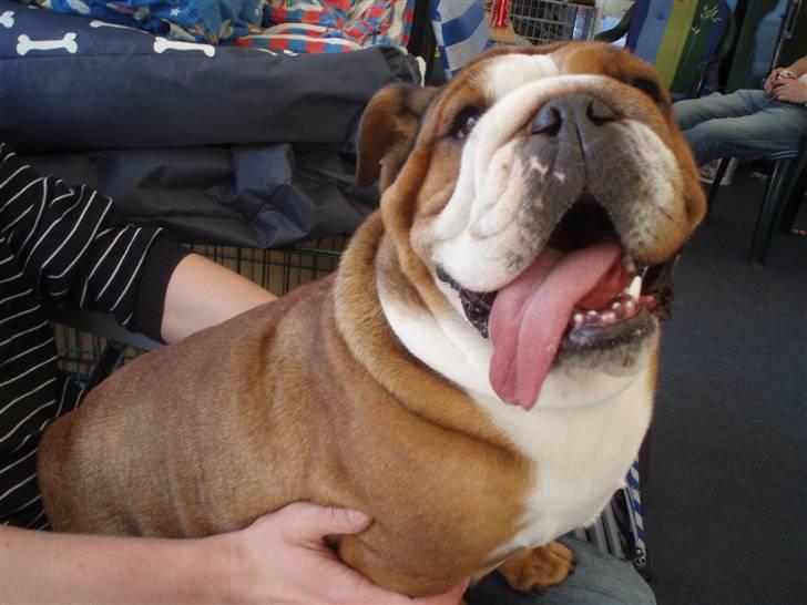 Engelsk bulldog Astrid billede 9