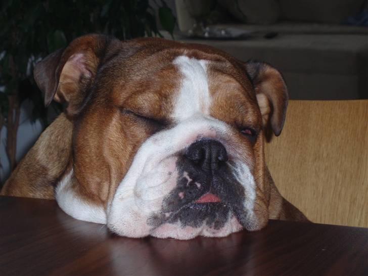 Engelsk bulldog Astrid - tungt hoved billede 10