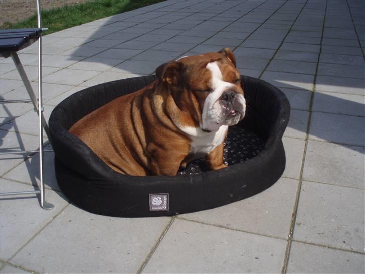 Engelsk bulldog Astrid billede 11