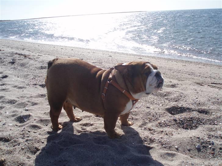 Engelsk bulldog Astrid - ved stranden billede 12