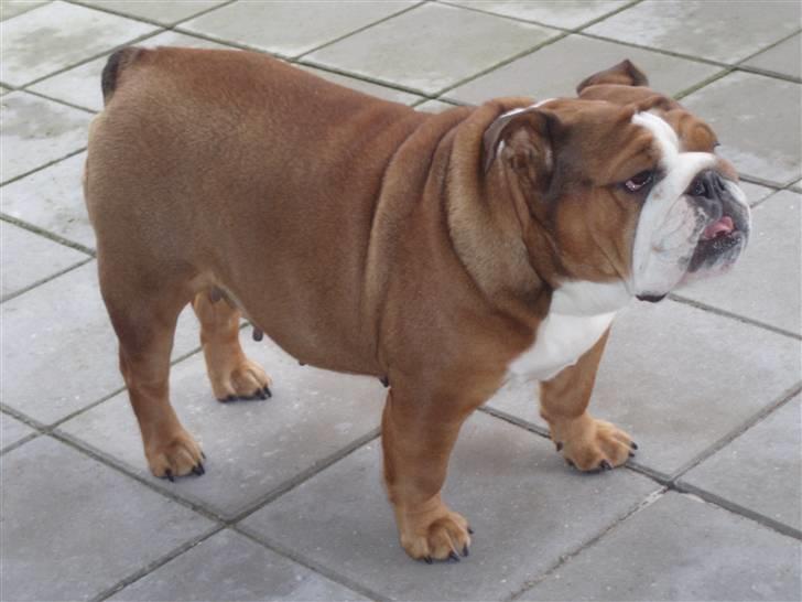 Engelsk bulldog Astrid billede 13