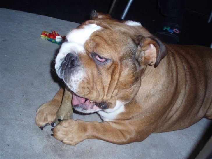 Engelsk bulldog Astrid - lækkert kødben billede 14