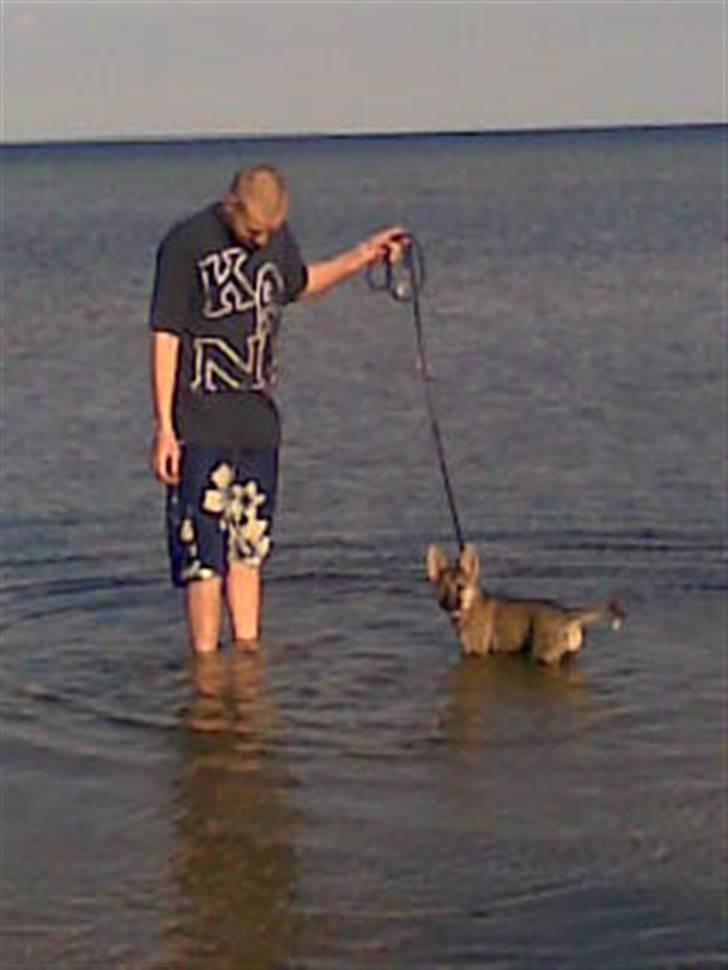 Blanding af racer Fister (Ny hvalp) - Fister på stranden første gang billede 15