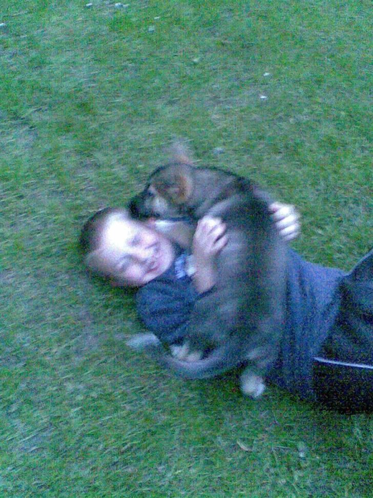 Blanding af racer Fister (Ny hvalp) - Fister og Ollle billede 16