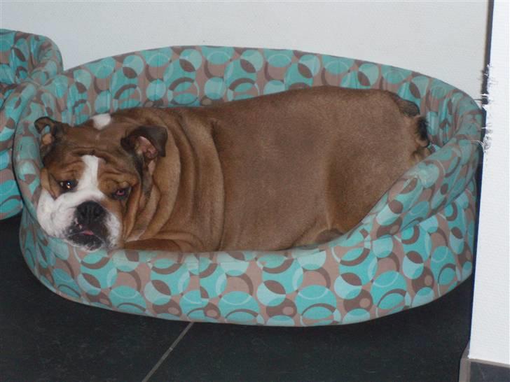 Engelsk bulldog Astrid billede 15