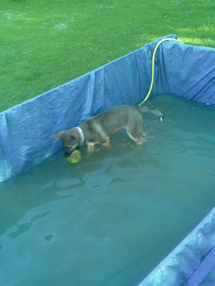 Blanding af racer Fister (Ny hvalp) - Fisters hjemme lavet bassin billede 17