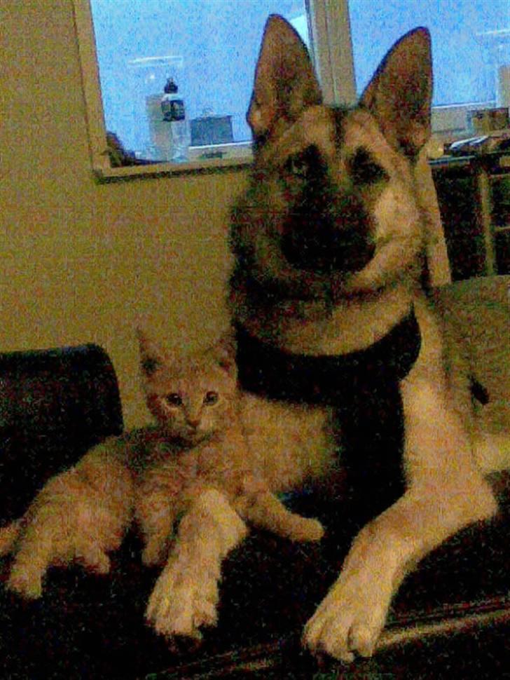 Blanding af racer Fister (Ny hvalp) - Fister og Mister (Fister 6 måneder) billede 19