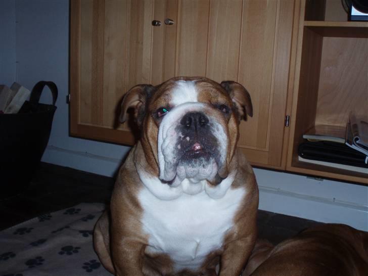 Engelsk bulldog Astrid billede 16