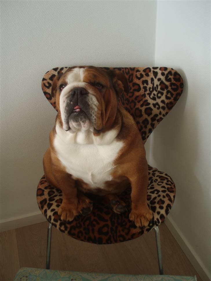 Engelsk bulldog Astrid billede 17