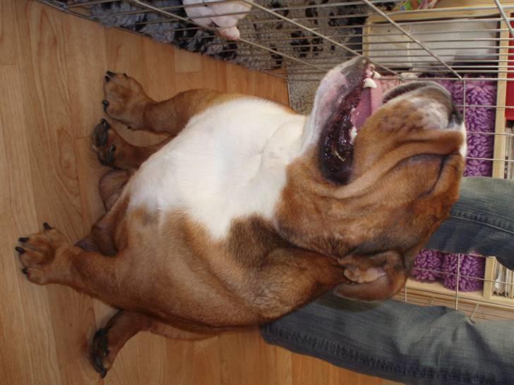 Engelsk bulldog Astrid billede 18