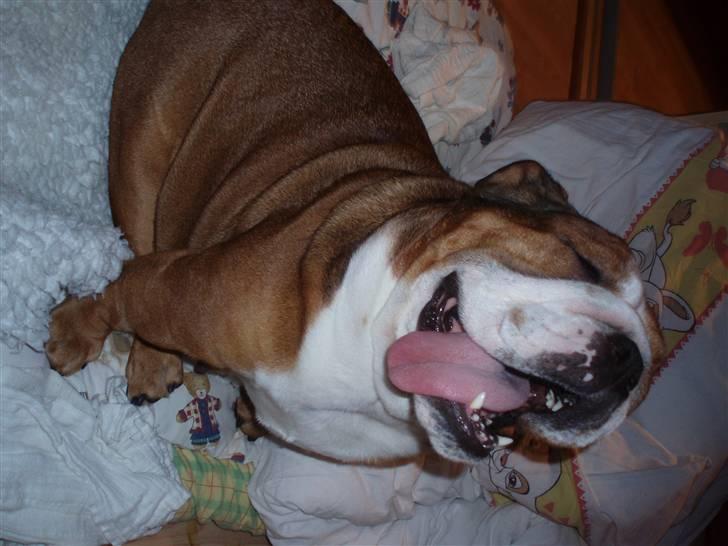 Engelsk bulldog Astrid billede 20