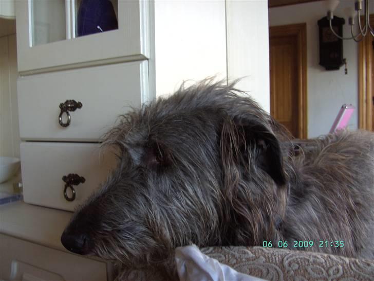 Skotsk hjortehund Arnold. Død 19. okt. 2012 - Hej er her nogen billede 10