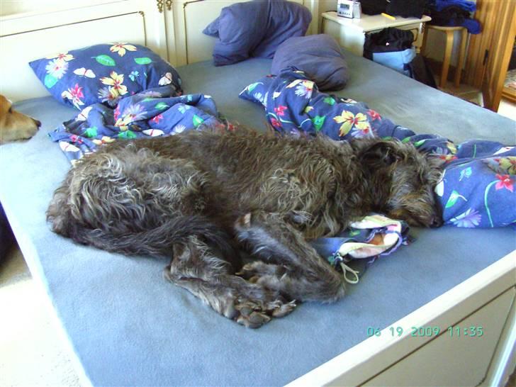 Skotsk hjortehund Arnold. Død 19. okt. 2012 - Ha ha, jeg fik sengen billede 11