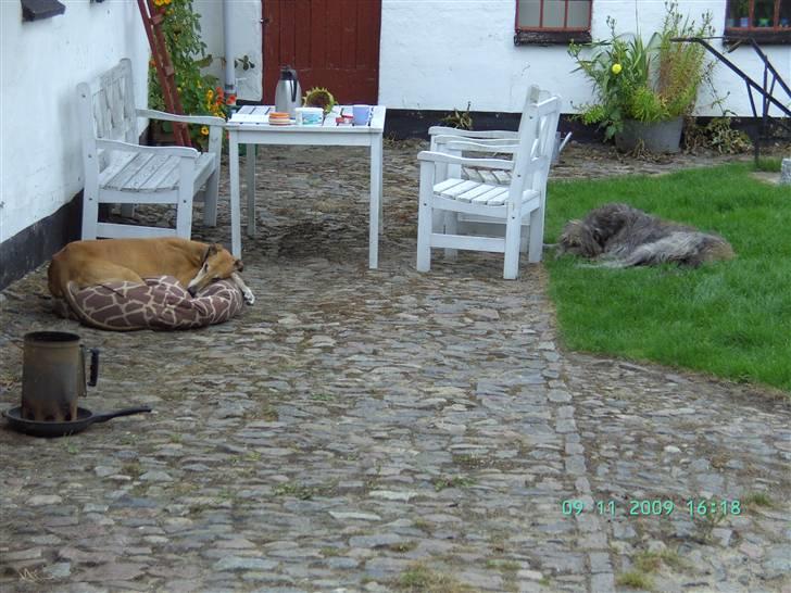 Skotsk hjortehund Arnold. Død 19. okt. 2012 - Sommer i gården billede 12