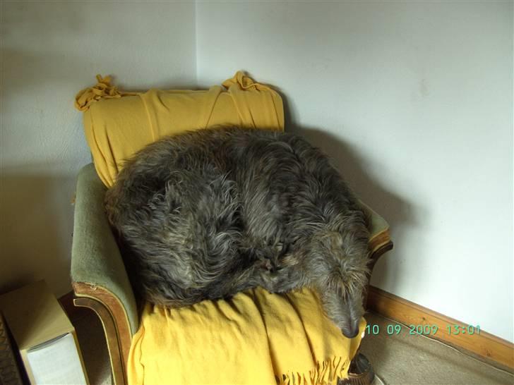 Skotsk hjortehund Arnold. Død 19. okt. 2012 - Jubi jeg fik stolen først billede 13