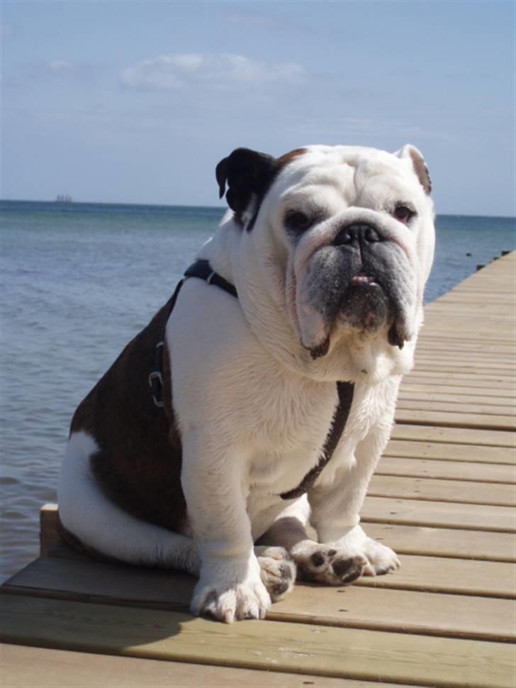 Engelsk bulldog Frede - RIP - ses basse - ved Bøsøre strand billede 1