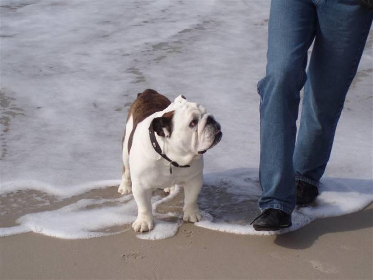 Engelsk bulldog Frede - RIP - ses basse - elsker stranden billede 2
