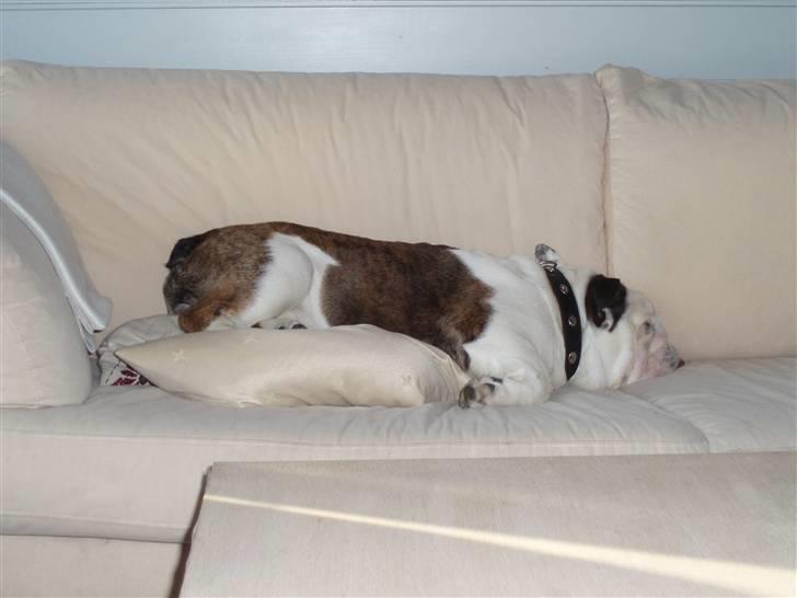 Engelsk bulldog Frede - RIP - ses basse - sådan kan man jo også sove billede 3