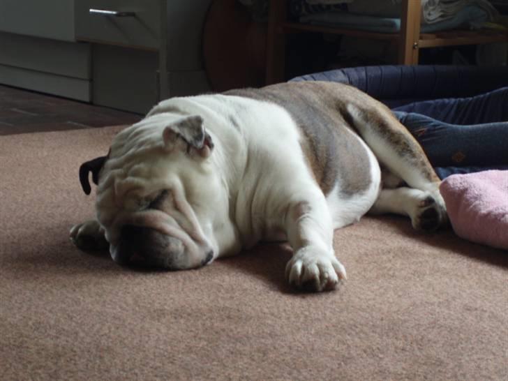 Engelsk bulldog Frede - RIP - ses basse billede 4