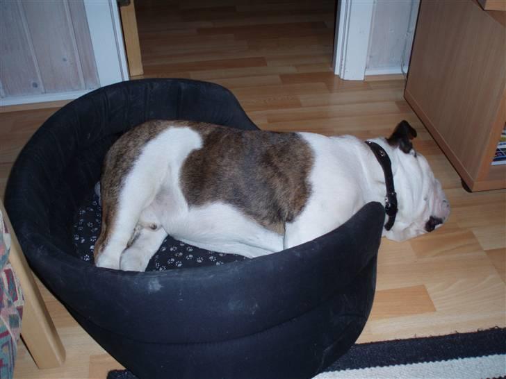 Engelsk bulldog Frede - RIP - ses basse - kurven er måske for lille billede 5