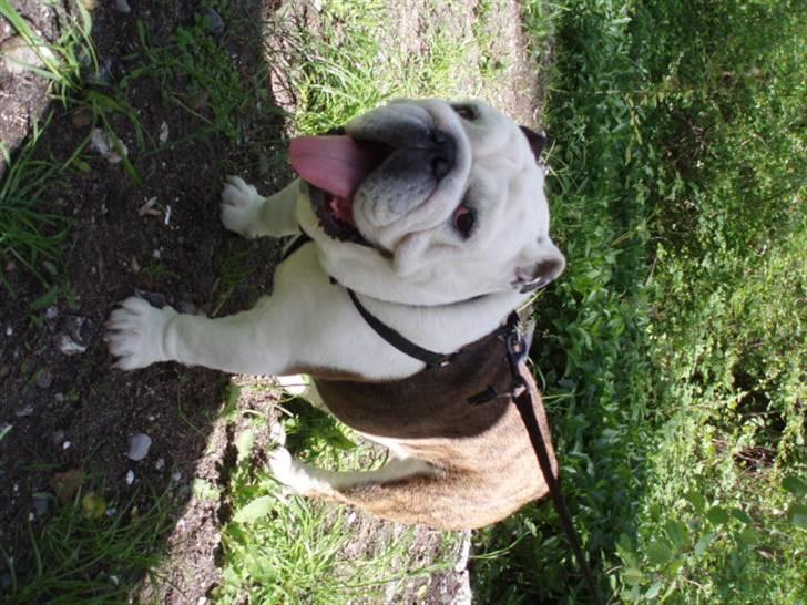 Engelsk bulldog Frede - RIP - ses basse - elsker gåtur billede 6