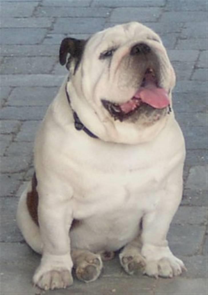 Engelsk bulldog Frede - RIP - ses basse - altid glad billede 7