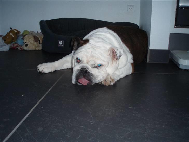 Engelsk bulldog Frede - RIP - ses basse billede 8