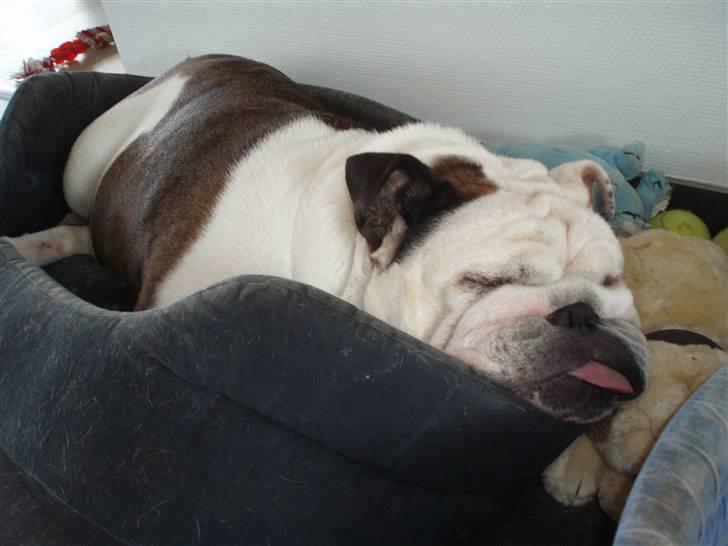 Engelsk bulldog Frede - RIP - ses basse billede 9