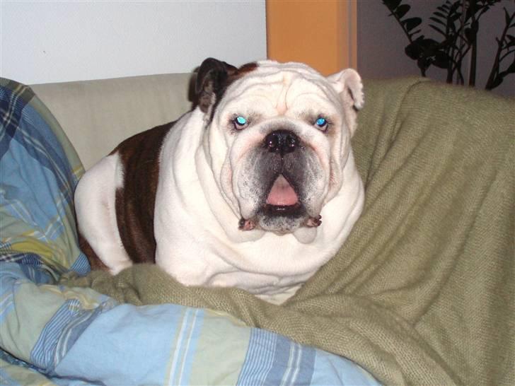 Engelsk bulldog Frede - RIP - ses basse - i sofaen billede 10