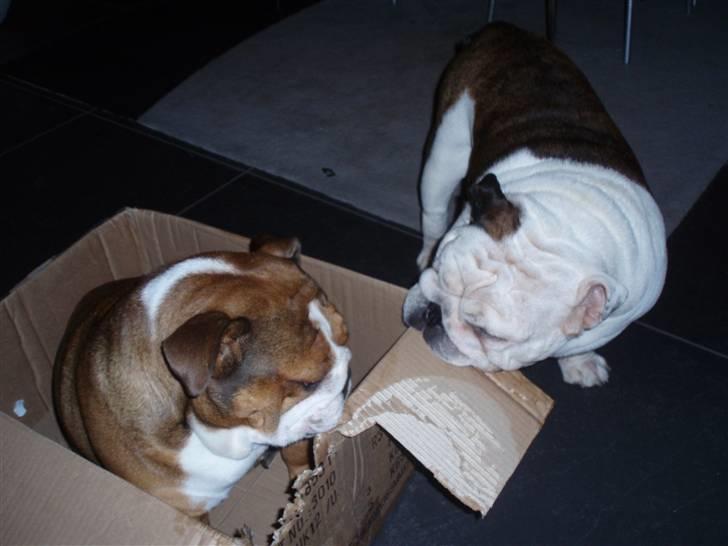 Engelsk bulldog Frede - RIP - ses basse - bide papkasse i stykker sammen med Astrid billede 11