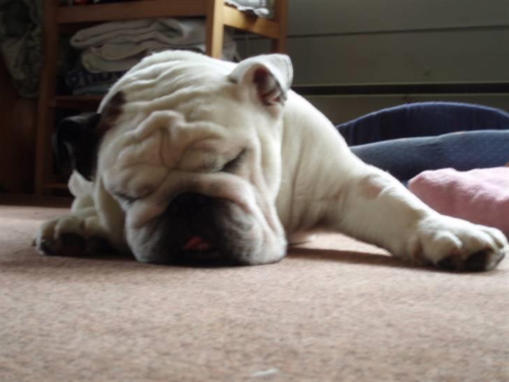 Engelsk bulldog Frede - RIP - ses basse billede 12