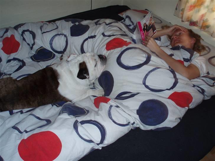 Engelsk bulldog Frede - RIP - ses basse - lækkert i sengen billede 13