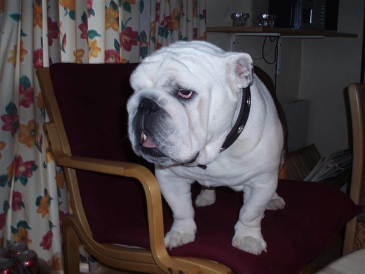 Engelsk bulldog Frede - RIP - ses basse - jeg skal altid være øverst billede 14