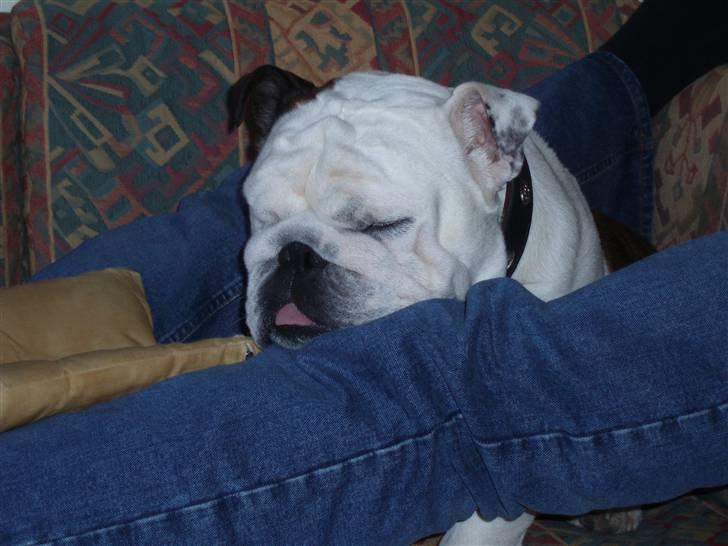 Engelsk bulldog Frede - RIP - ses basse - lækkert at sove her mellem Peters ben billede 15