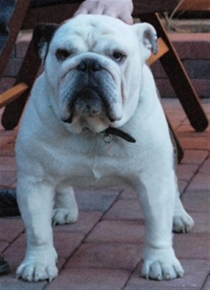 Engelsk bulldog Frede - RIP - ses basse billede 16