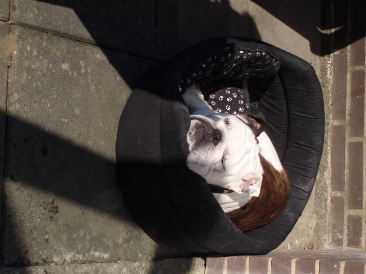 Engelsk bulldog Frede - RIP - ses basse billede 17