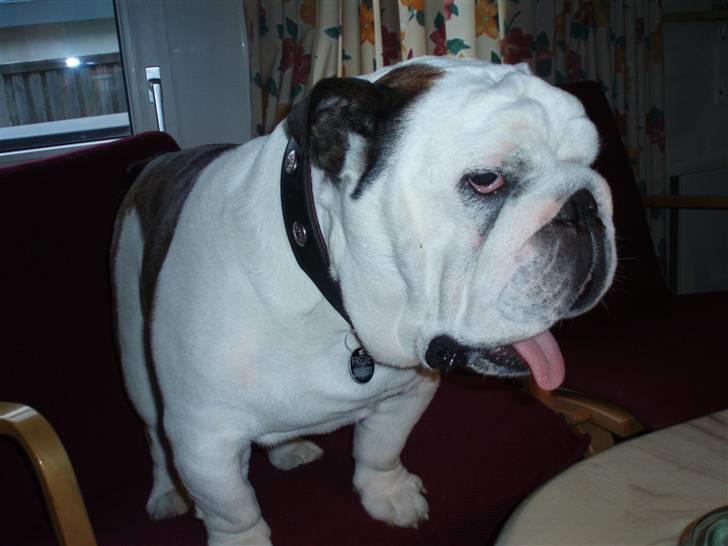 Engelsk bulldog Frede - RIP - ses basse billede 18