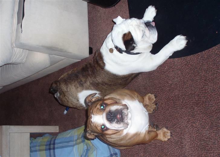 Engelsk bulldog Frede - RIP - ses basse - Astrid og jeg  i sommerhus billede 19